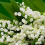 fleurgriez