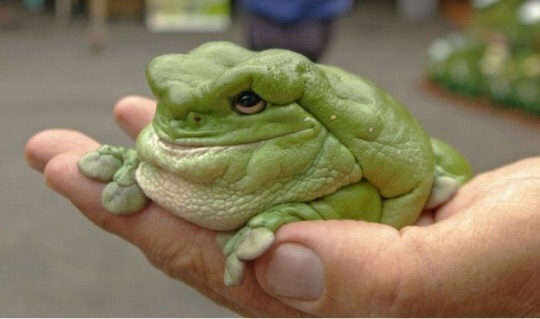 AmRev Historic Figures as frogs/toads