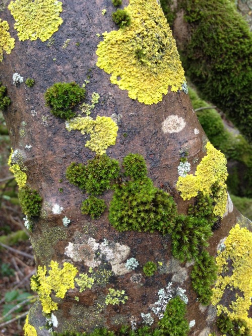 moon-medicine:Who doesn’t love epiphytes?