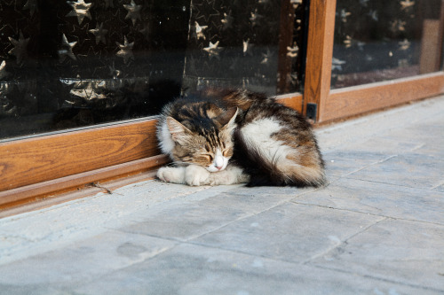 enotstvo: На Кипре очень много котов. Большинство из них какой-то особой морской породы: просоленн