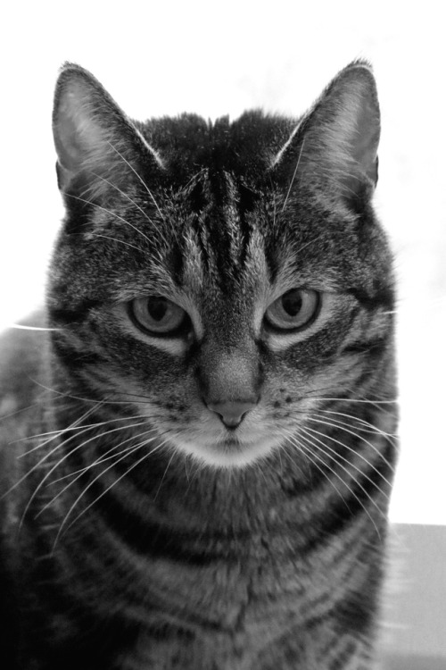 boschintegral-photo:My Cat (01.05.2008 - 21.02.2018)Farewell, my furry friend. When we first met, yo