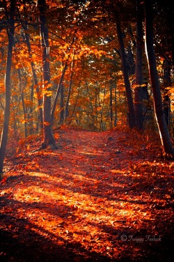 letsgoforahike:  Let’s Go For A Hike