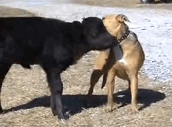 scienceofshrock:  fightingforanimals:  broccoleafveins:  x  Animals don’t discriminate. A friend is a friend.   I love animals