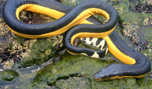 Yellow-bellied sea snake - Pelamis platurus (Image credit: William Flaxington) 