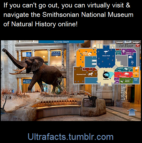 ultrafacts:  Washington D.C.’s National Museum of Natural History has a virtual tour of their museum that you can navigate with your desktop on their website.HERE’s the link: http://www.mnh.si.edu/vtp/1-desktop/(Fact Source) Follow Ultrafacts for