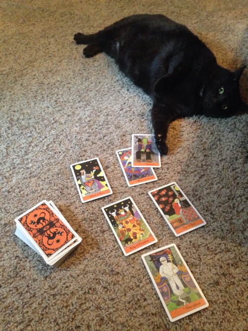 mostlycatsmostly:Dr. Frankenstein doesn’t like his tarot reading, but decides he has a favorite card