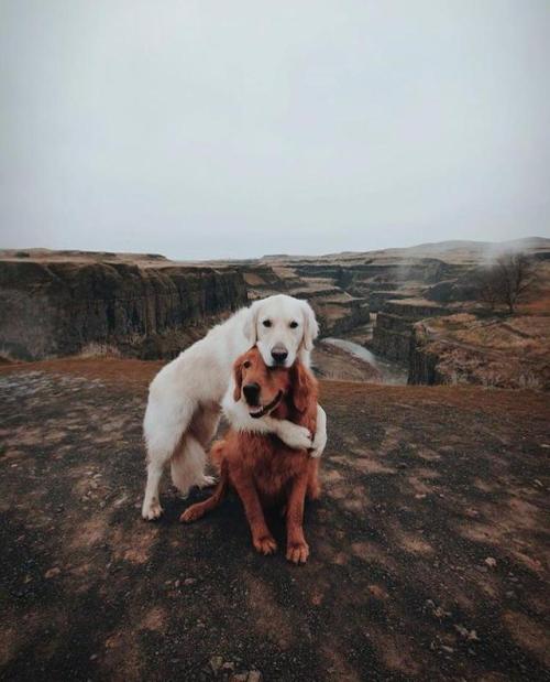 awwcutepets:No. Dis my furiend.