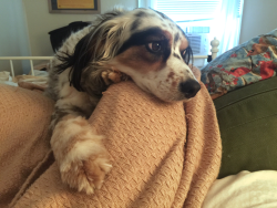 pet-corner:  My sweet post knee surgery companion