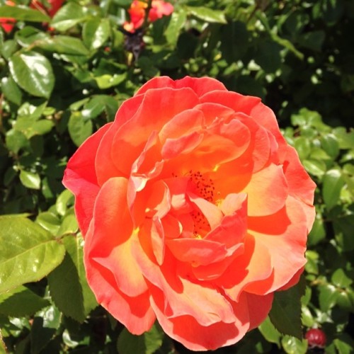 Some roses blooming right outside our rings-things.com warehouse. #flowers #beadawesome #roses (at w