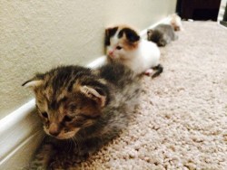 cute-overload:  Army of Crawlin’ Kittehshttp://cute-overload.tumblr.com