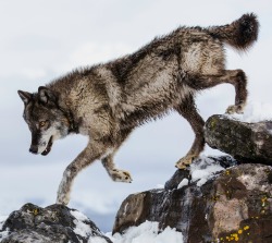 beautiful-wildlife:  Nightstar by Michael O'Neal Female Timber Wolf 