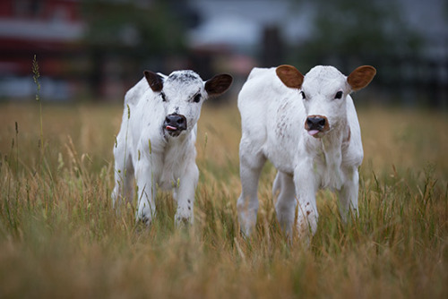 These Two Beautiful Rescued Dairy Calves Were Not Destined to Live, but Look at Them Now!