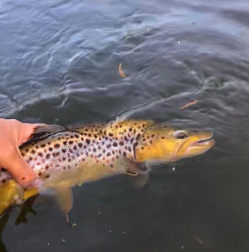 Fab day #fishing on the river #Cam some cracking #browntrout to the #fly (at Cambridge, Cambridgeshi