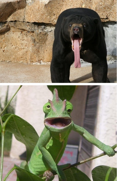 tastefullyoffensive:  Animals in Complete Astonishment [imgur]Previously: Animal Family Photos