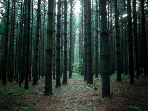 Untitled by Nikola Ostrun