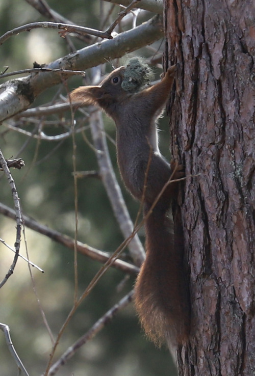 A Red squirrel collecting nesting material.