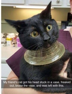 dragontatoes: some cat: does this ancient egyptian pharaoh: oh what a LOOK *starts wearing huge gold collars* 