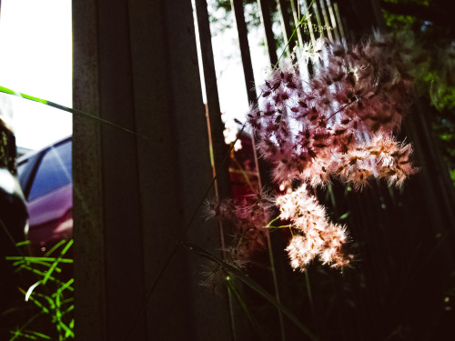 A Sun And Flower