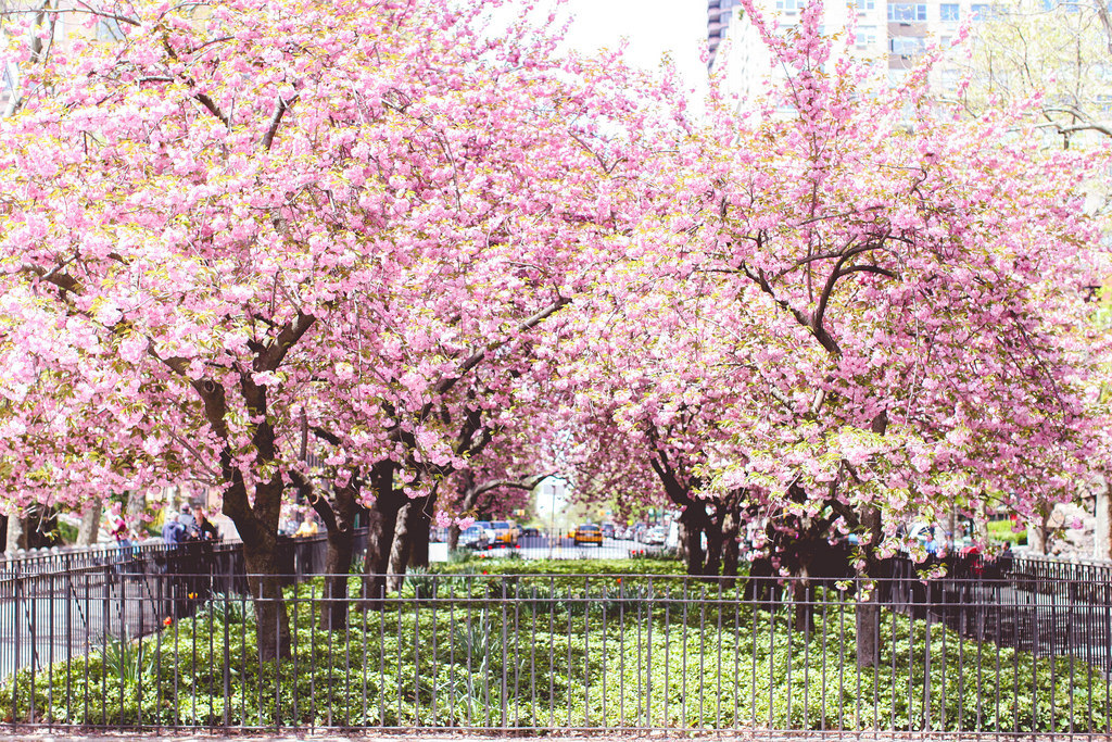 jacindaelena:  NYC || Rebecca Dale