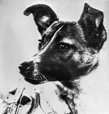 animalrates:  more animals rated here   Laika c. 1954 – November 3, 1957) was a Soviet space dog who became one of the first animals in space, and the first animal to orbit the Earth. Laika, a stray dog from the streets of Moscow, was selected to be