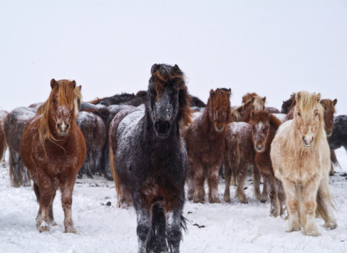 icelandicphoto: The Icelandic horse has a very individual character. It is patient, adaptable, uncom