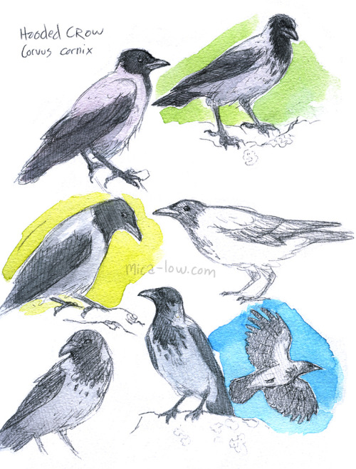 Some bird studies from this week: Hooded crow (Corvus cornix), Greylag goose (Anser anser), Adelie p