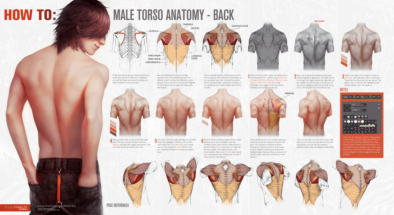 drawingden:  HOW TO: Male Torso Anatomy - BACK by tincek-marincek  