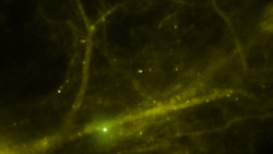 scinerds:  Scientists watch glowing molecules form memories in real time     For the first time ever, neuroscientists have observed memory-forming molecules travel around the brain of a living animal. The unprecedented breakthrough is shedding light on