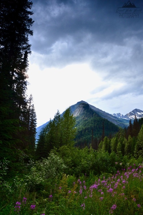 greatwideworldphoto: Roadside | Original by Great Wide World Photography Taken in Alberta, Cana