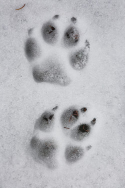 foreverthel0newolf:   Wolf track in the snow by Christopher Barton  