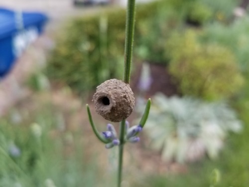 disgustingplants: foxthebeekeeper: Tiny unidentified solitary bee/wasp nest on a stalk of flowering 