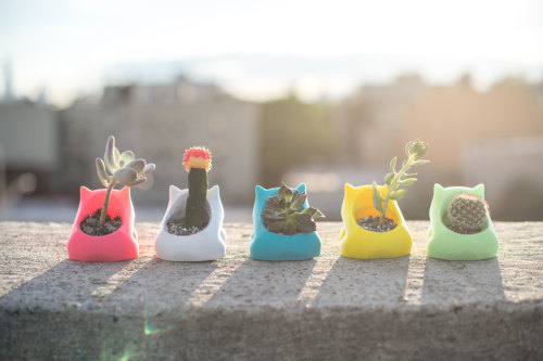 insanelygaming:  Bulbasaur Planter Created by PrintAworld via   moon83     Those cause cancer you dumb b*tch.