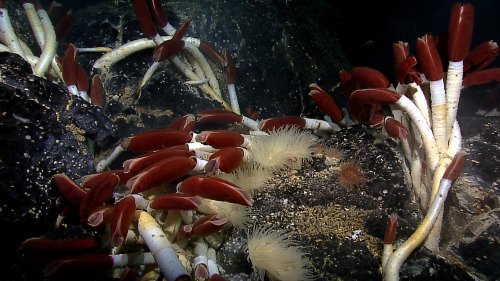 Riftia tubewormsThis biologically rich site was found off the western coast of South America in 2011