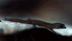 fencehopping:  This little gecko has hydrophobic
