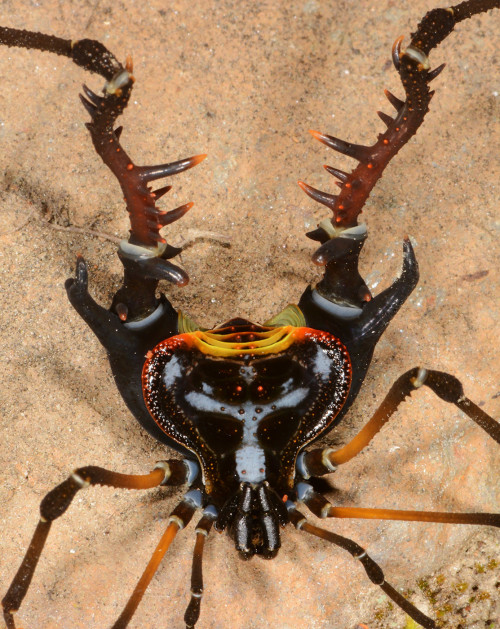 onenicebugperday:Ornate harvestmen in the genus Sadocus, Gonyleptidae, found in South America. All p