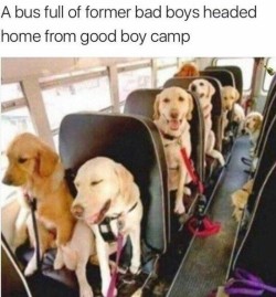 Dank Doggos