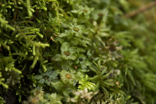 Bryophyta of British Columbia, Monty Davidson. 