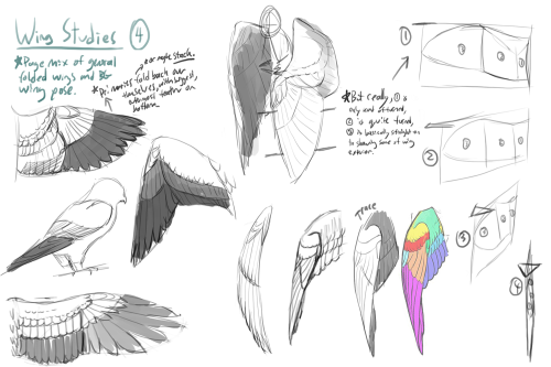 Wednesday UpdateBird wing anatomy practice from earlier in the month. I had to draw bird wings in a 