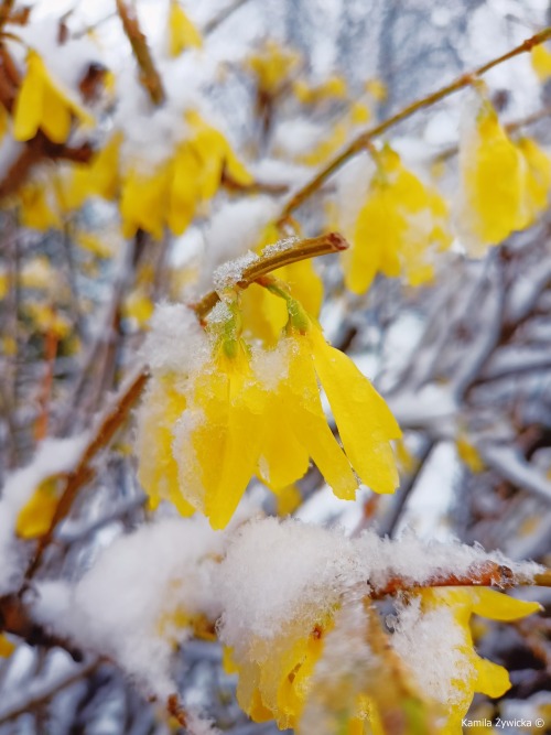 spring snow