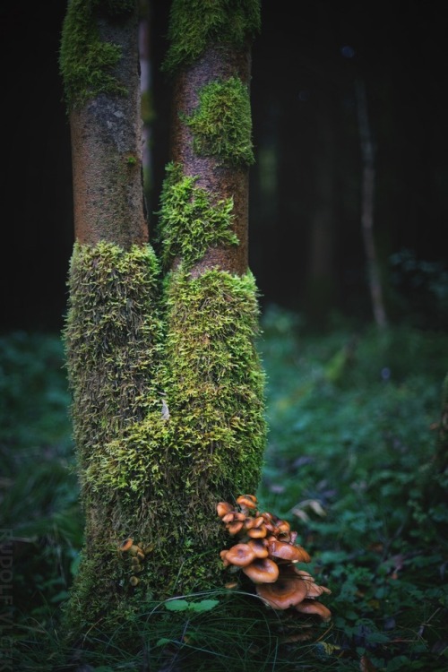 Tree / Moss / Mushrooms by Rudolf Vlček
