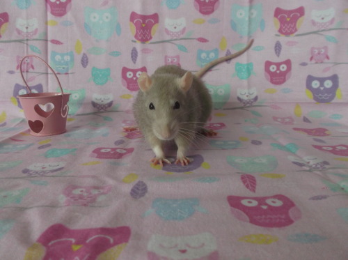 effyeahpetrats: thedailyratlife: How To Care For an Elderly Rat:Grooming As rats age and start to de