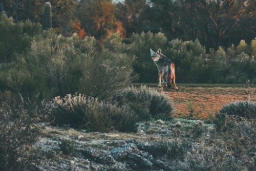 goodbyeaddict:i love arizona and cute coyote pals.(even though they still haven’t accepted me into t