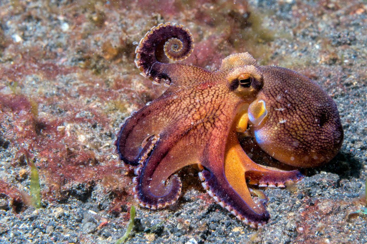 thelovelyseas:  Mr. Muscle coconut octopus on sand background while diving in Indonesia