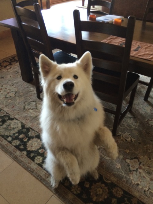 skookumthesamoyed:  Sit!  Sit pretty! OH JESUS CHRIST HE’S A BEAR!