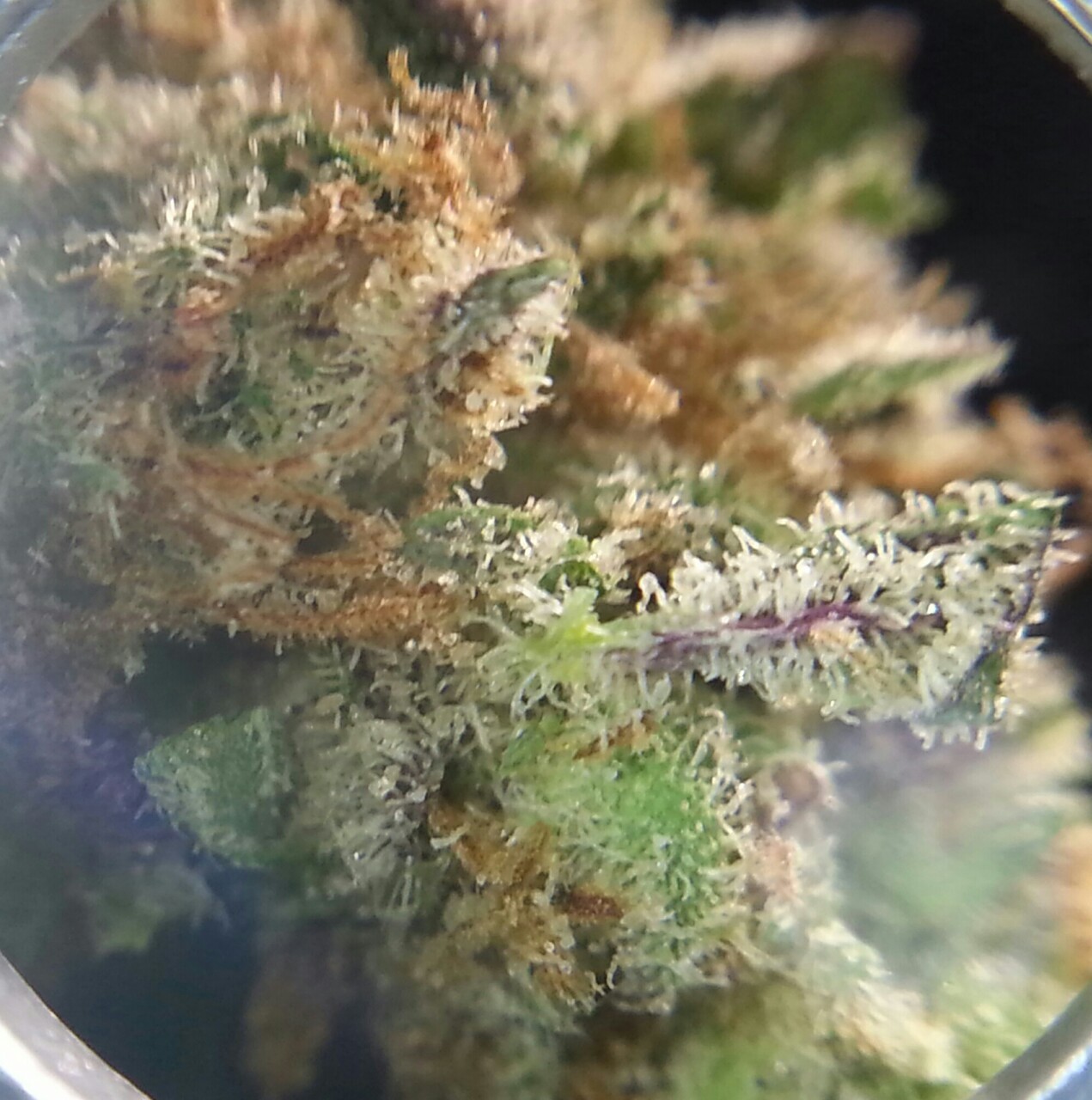 smoketogethighcustheworldissolow:Just look at it 😍