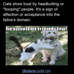 ultrafacts:  pizzaismylifepizzaisking:  ultrafacts:  If a person were to head butt you, you’d probably have a pretty good idea of what they were trying to tell you.But when a kitty bonks you with her forehead, the meaning may be less clear. Is she merely