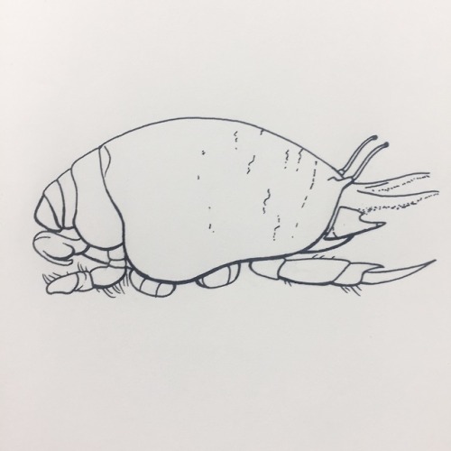 day twelve: just a little guy. a friend. (a sand crab.)