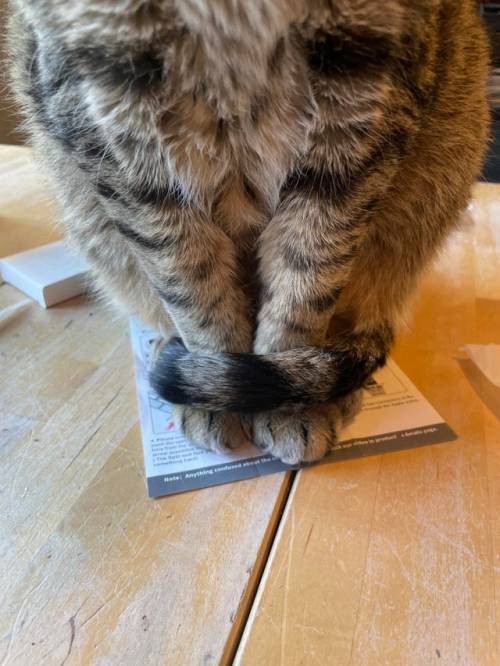 catsoverloaded:Cats do the cutest things!   Important!