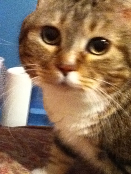 kathrynbjordahl:I don’t know what kind of species my little love is but she’s adorable.