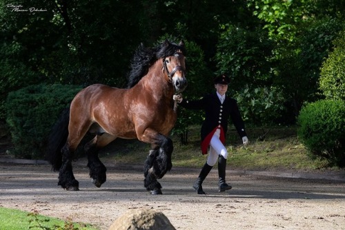 NesquikNewton x HenniRhenish German Coldblood, Stallion15.3hhBorn 2010